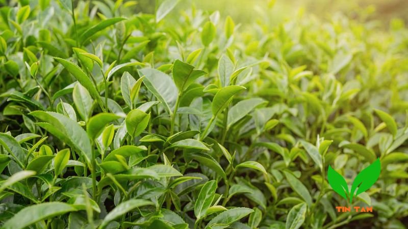 Cách khử mùi ẩm mốc trong phòng kín Cách khử mùi ẩm mốc trong phòng kín