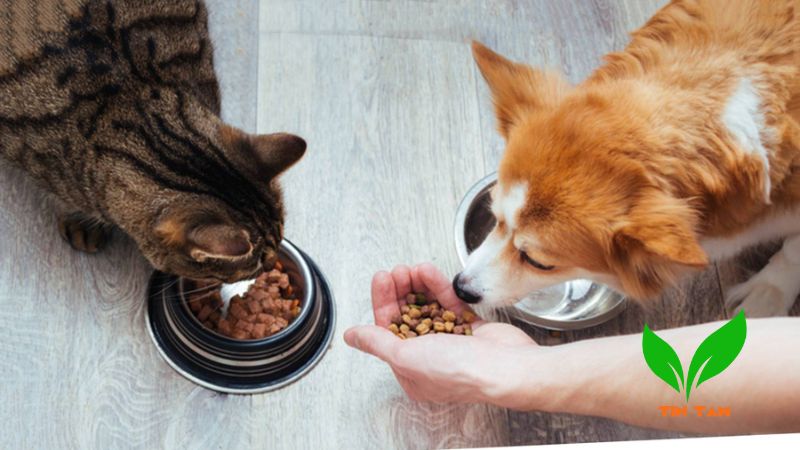 Mèo chó ăn gói hút ẩm có sao không Mèo chó ăn gói hút ẩm có sao không?
